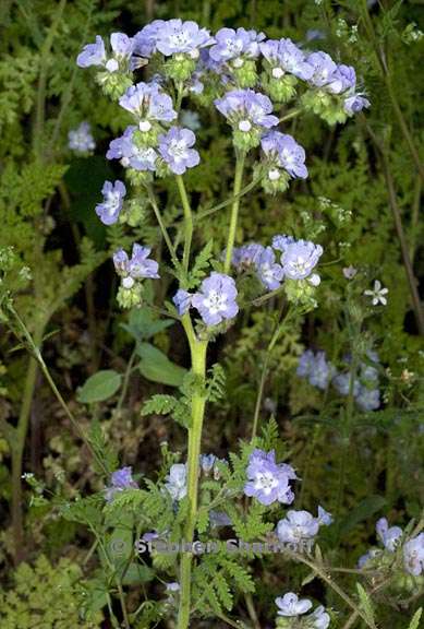 phacelia platyloba 1 graphic